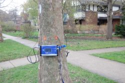 Tree Risk Assessments and Appraisals